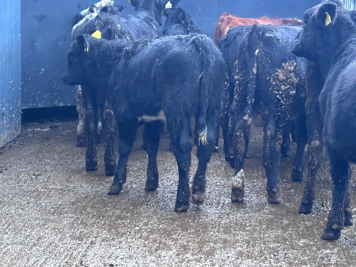 11 weanling heifers for sale @€865 - Image 3