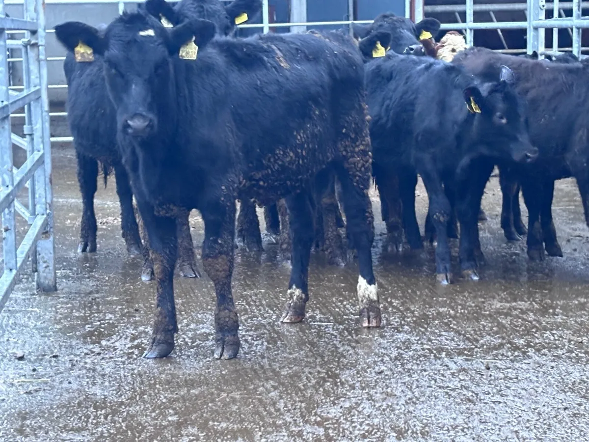 11 weanling heifers for sale @€865 - Image 4