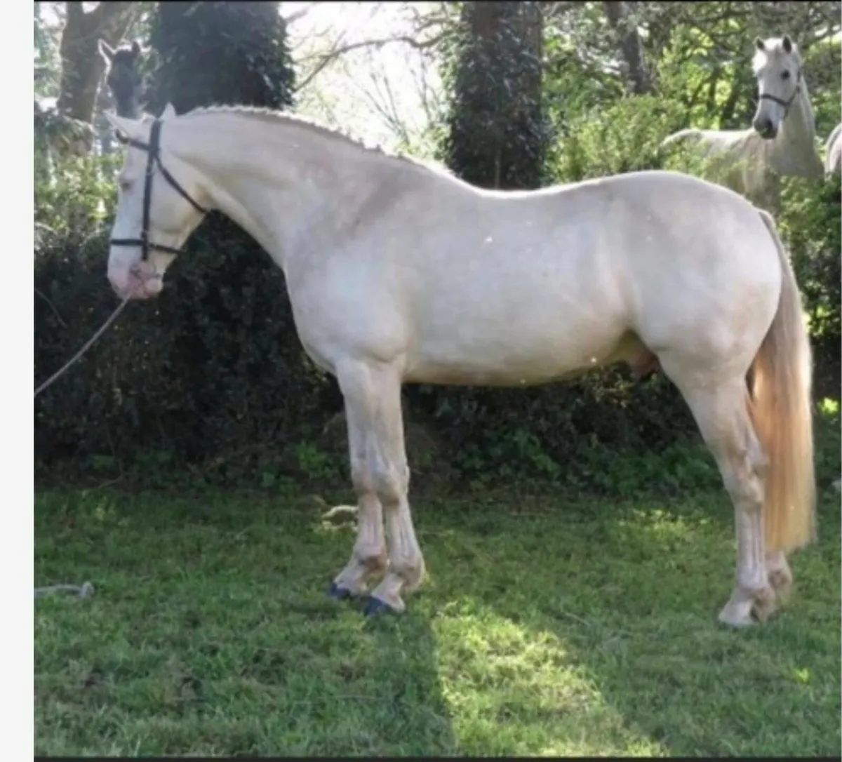 Foal - Image 3