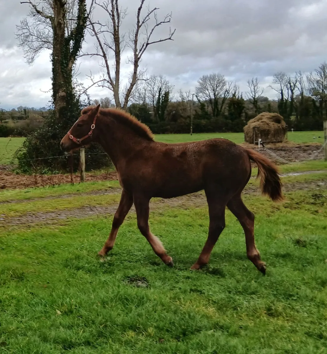 Registered Irish Draught Filly Foal - Image 3