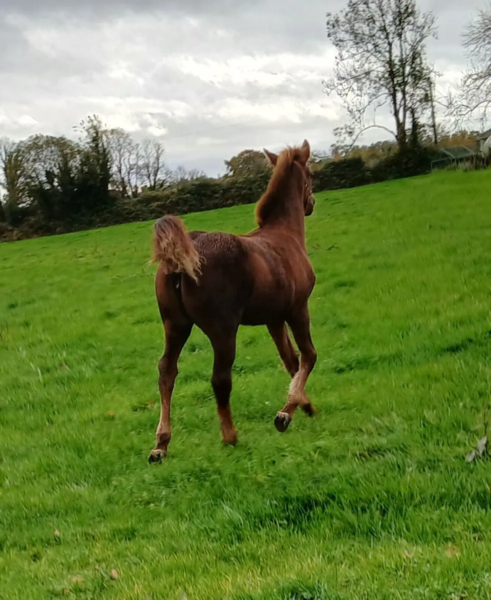 Registered Irish Draught Filly Foal - Image 1