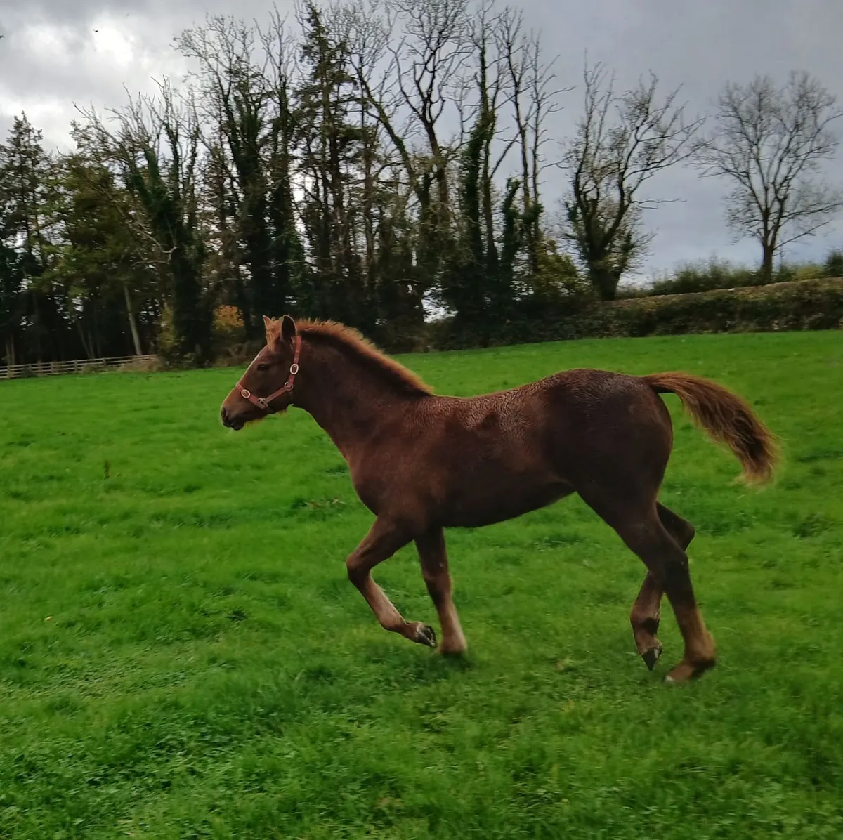 Registered Irish Draught Filly Foal - Image 4