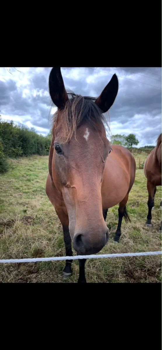 Mare in Foal - Guaranteed Palomino or Buckskin - Image 2