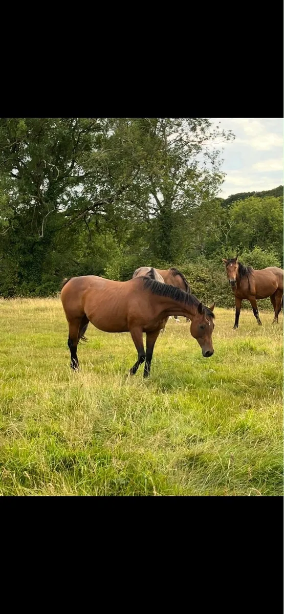 Mare in Foal - Guaranteed Palomino or Buckskin - Image 3