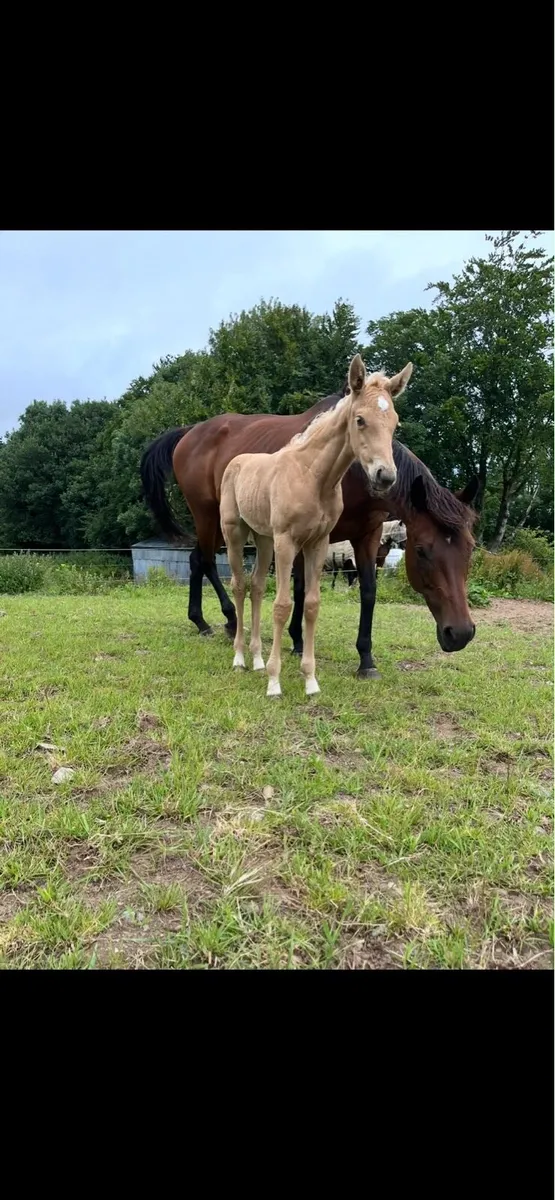 Mare in Foal - Guaranteed Palomino or Buckskin - Image 4