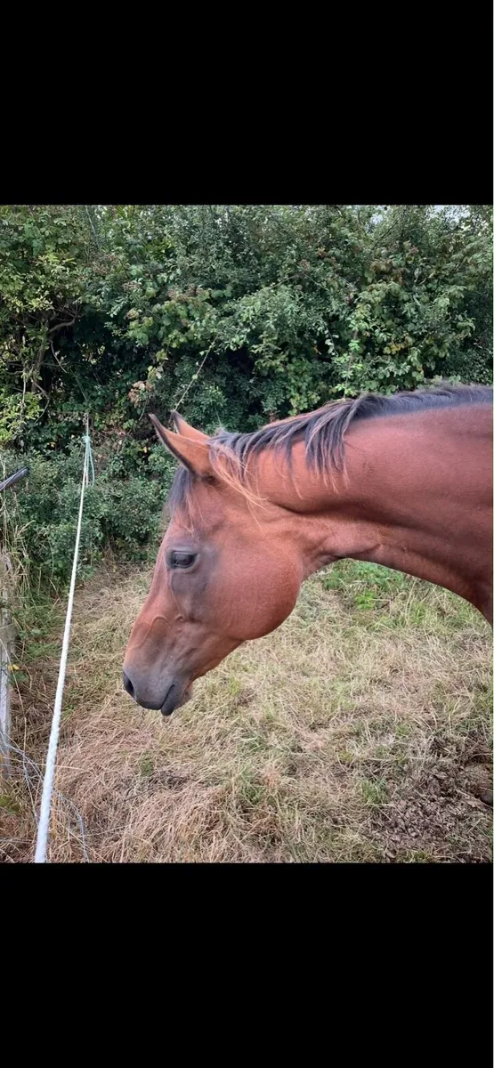 Mare in Foal - Guaranteed Palomino or Buckskin - Image 1