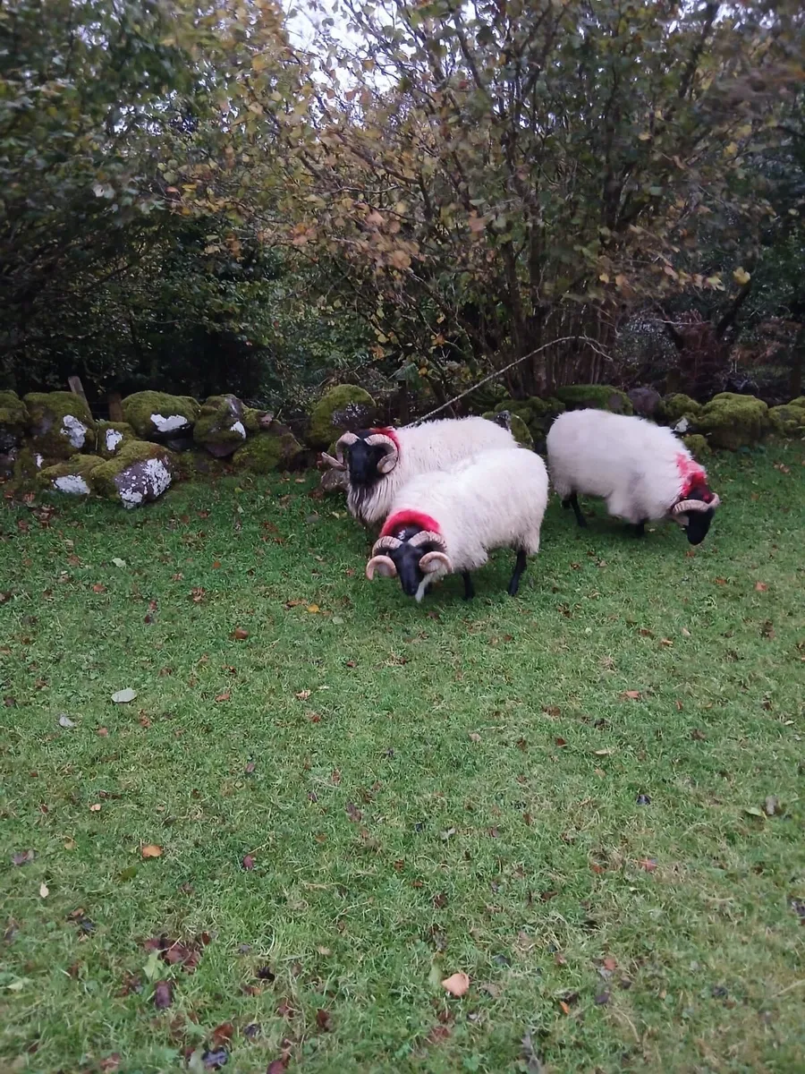 Blackface Mountain Hogget Rams - Image 1