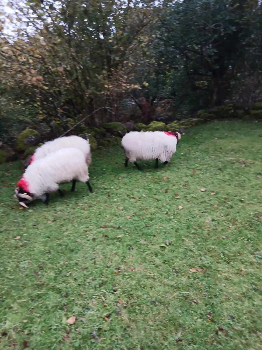 Blackface Mountain Hogget Rams - Image 2