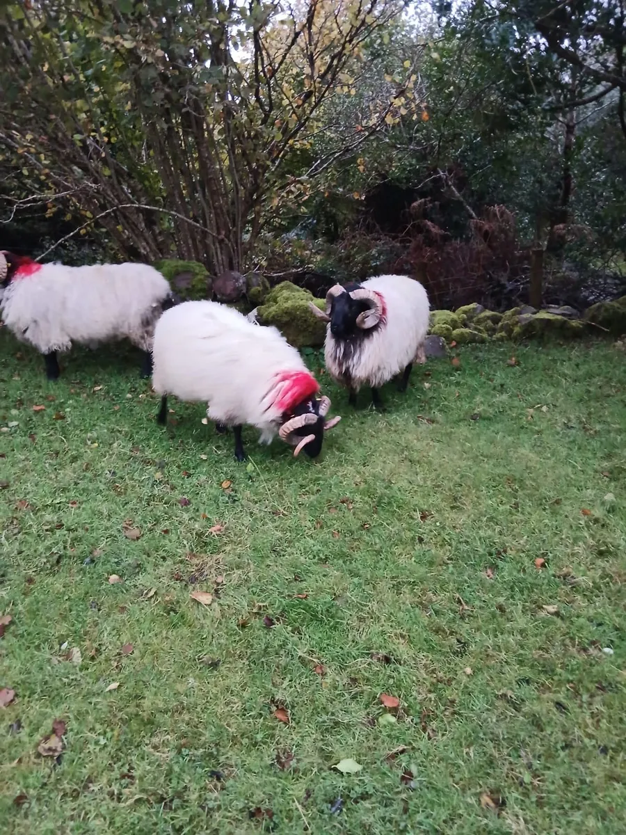 Blackface Mountain Hogget Rams - Image 3