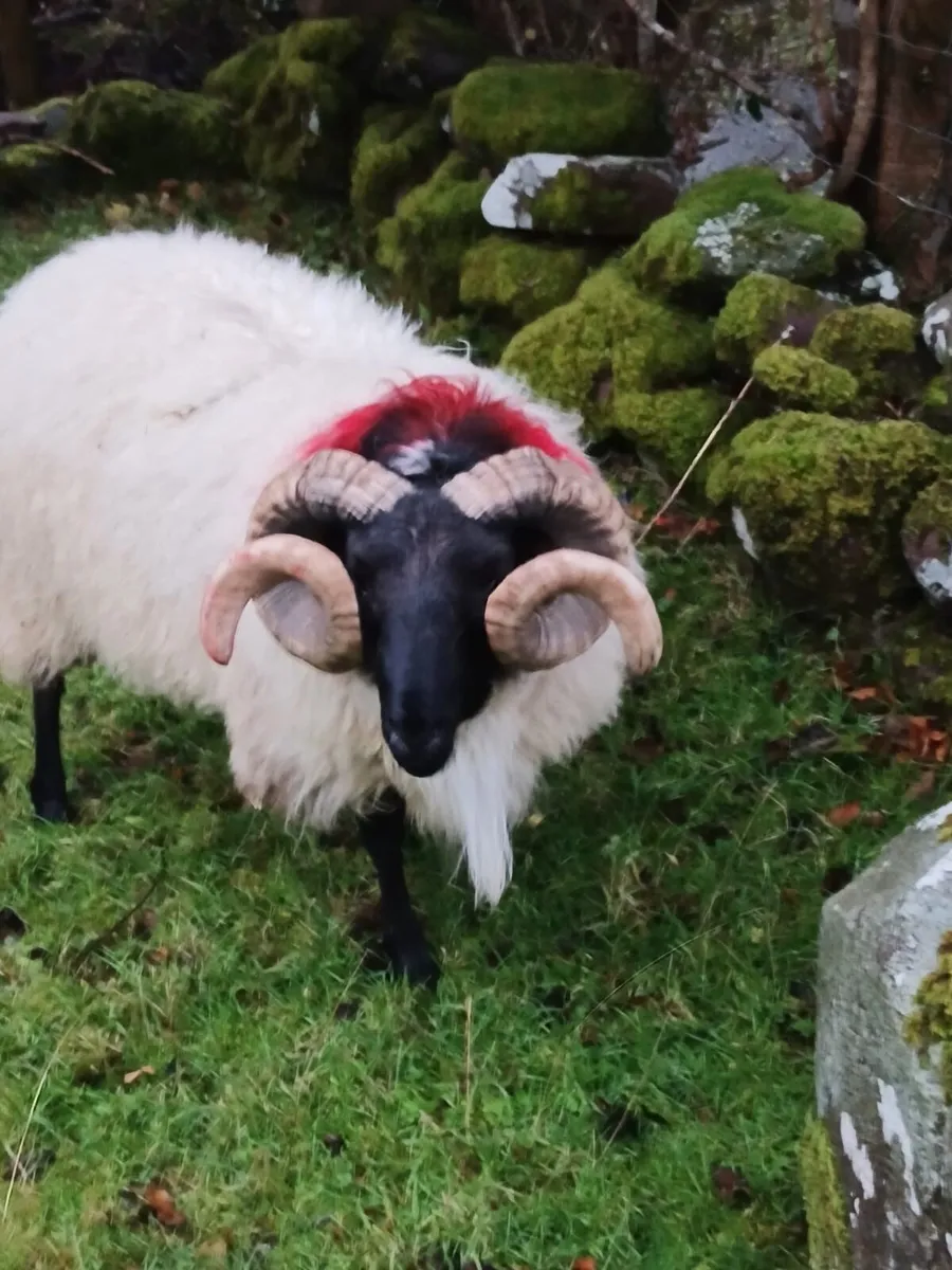 Blackface Mountain Hogget Rams - Image 4