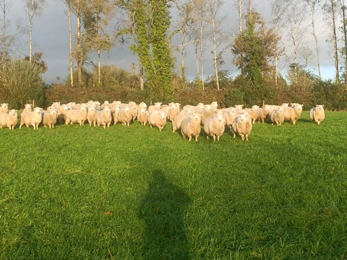 Organic ewe lambs - Image 1