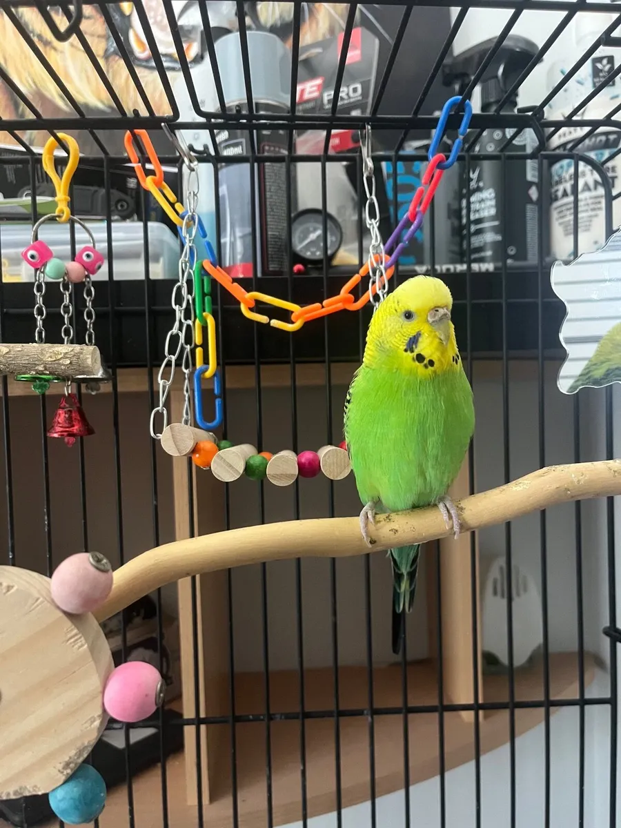 Budgie with cage - Image 1