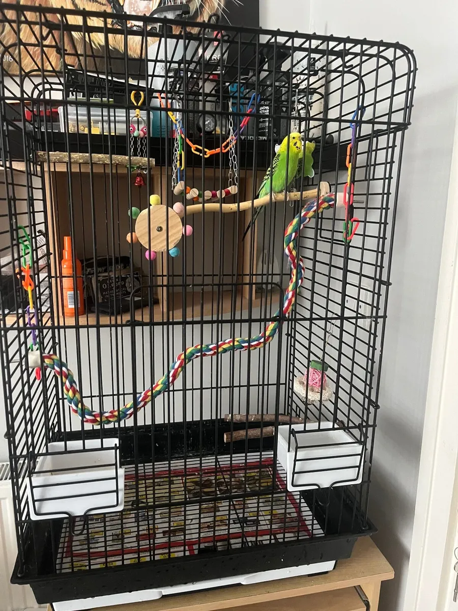 Budgie with cage - Image 2