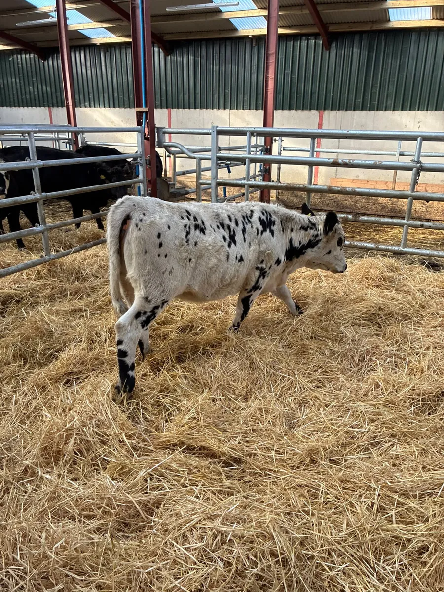 Speckle park heifer - Image 4