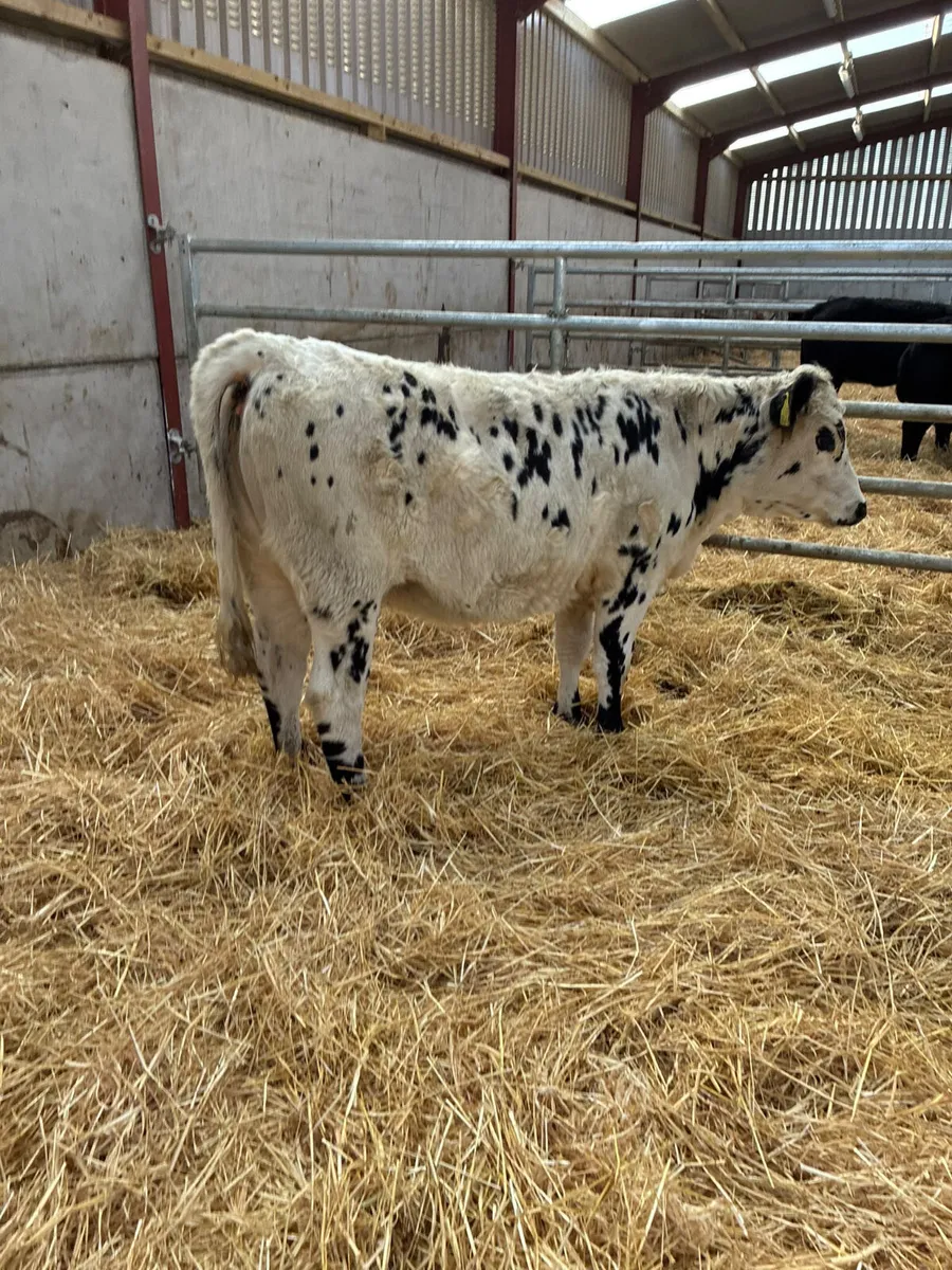 Speckle park heifer - Image 3