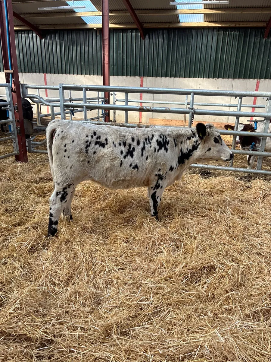 Speckle park heifer - Image 2