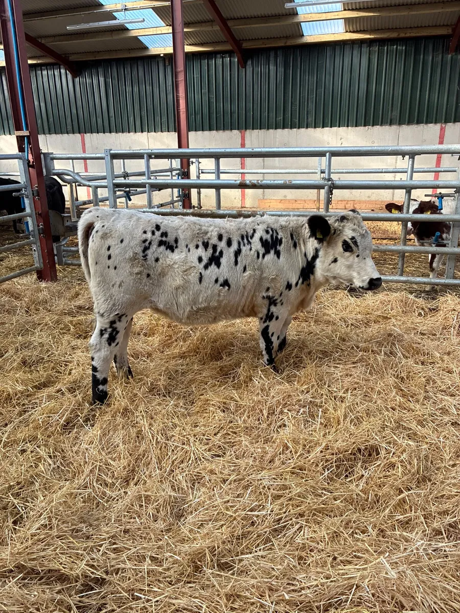 Speckle park heifer - Image 1