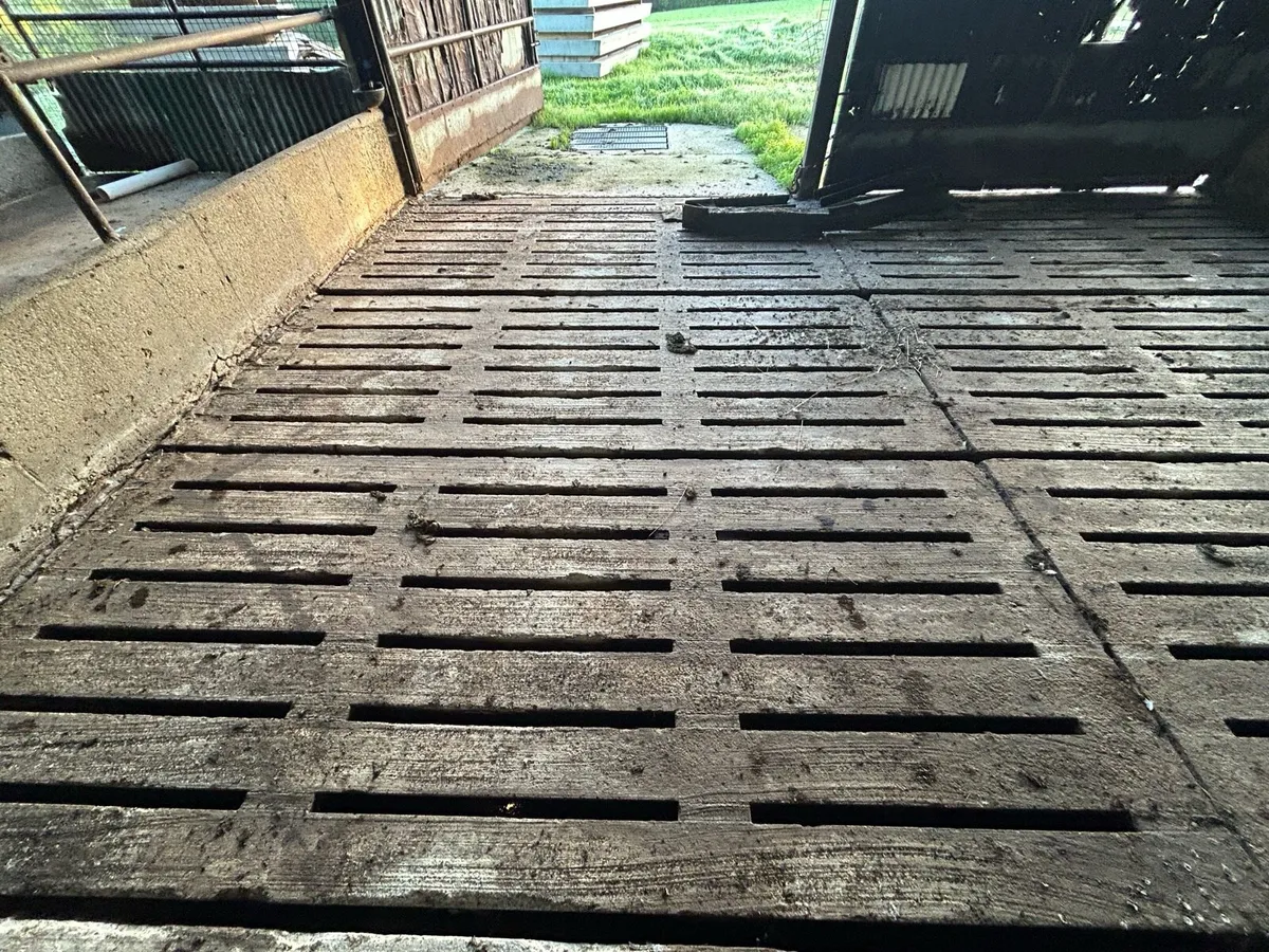 Cattle gang slats 10ft6 - Image 1