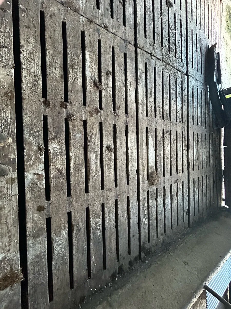 Cattle gang slats 10ft6 - Image 2