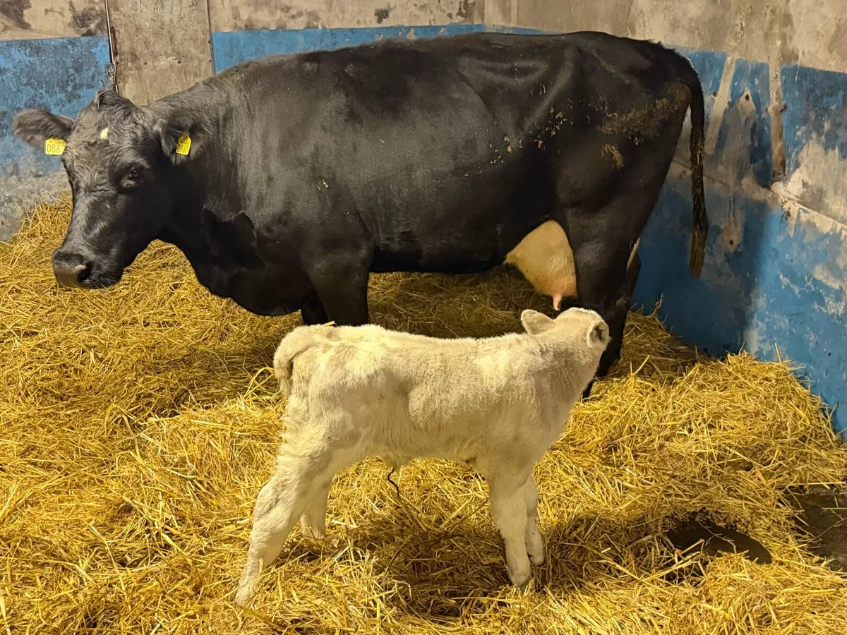 Lovely Aberdeen Angus Cow Bull Calf at Foot - Image 1