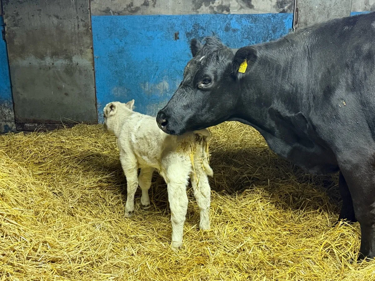 Lovely Aberdeen Angus Cow Bull Calf at Foot - Image 2