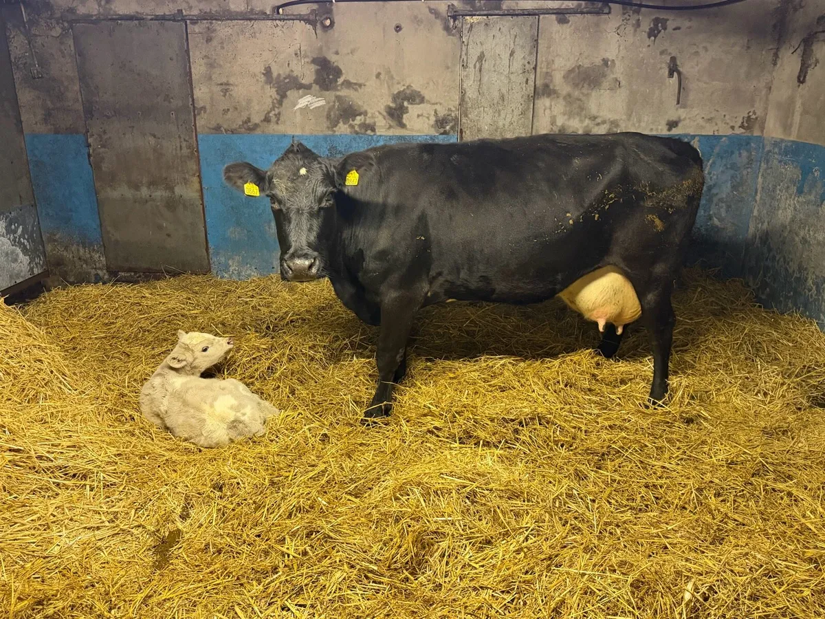 Lovely Aberdeen Angus Cow Bull Calf at Foot - Image 4