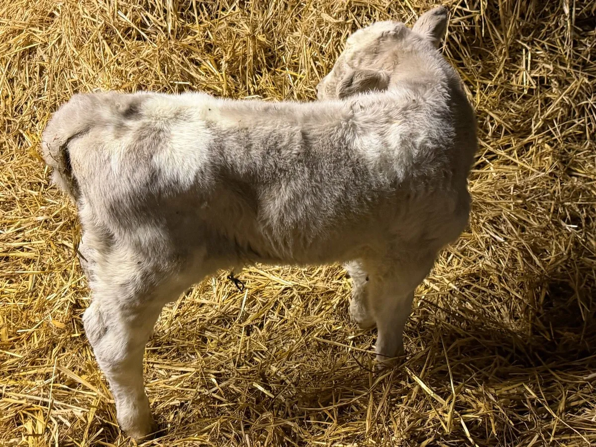 Lovely Aberdeen Angus Cow Bull Calf at Foot - Image 3