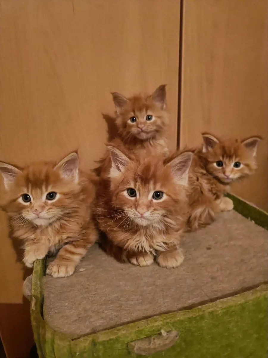 Maine Coon kittens for sale - Image 3