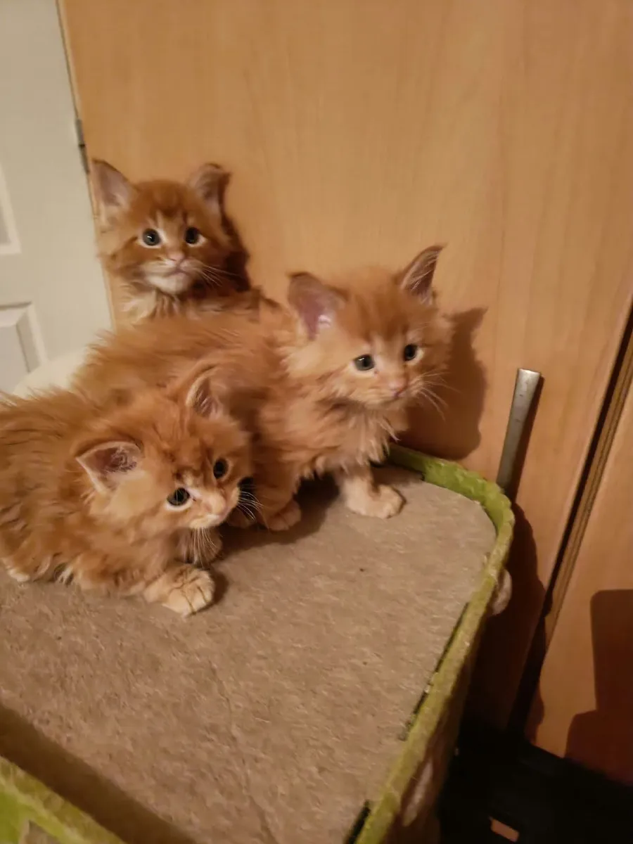 Maine Coon kittens for sale - Image 4