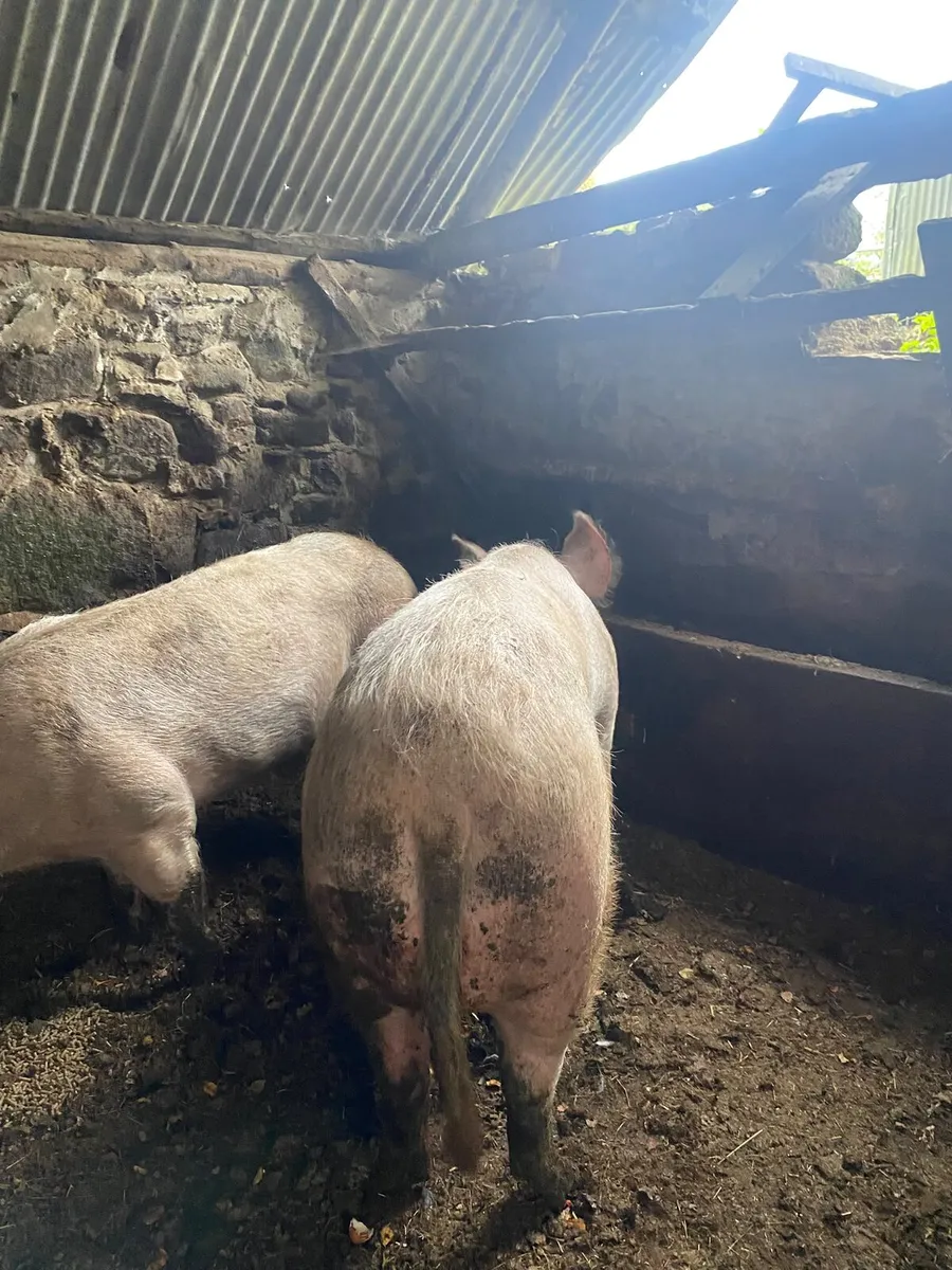 Sows - Image 2