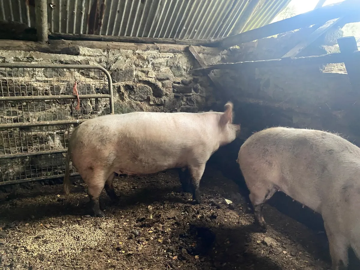 Sows - Image 3
