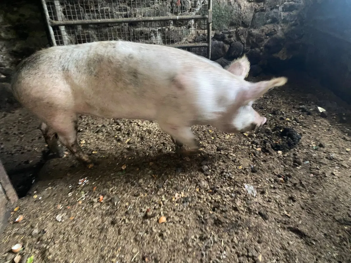 Sows - Image 4