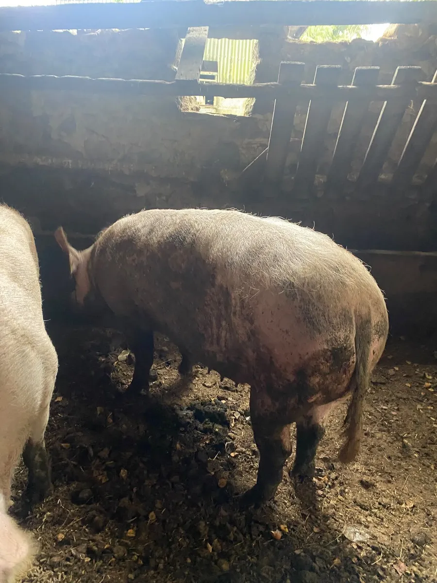Sows - Image 1