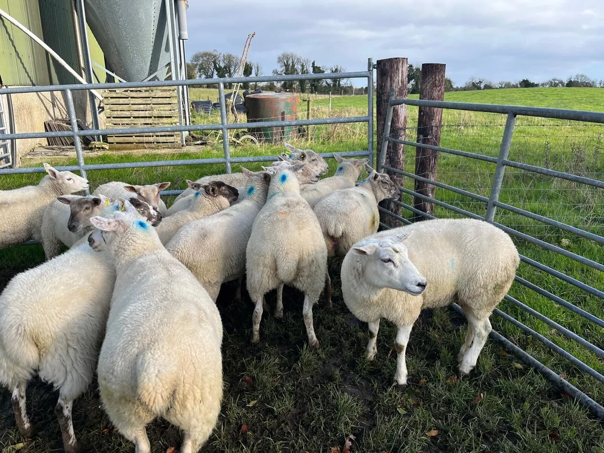 Ewe Hoggets - Image 1