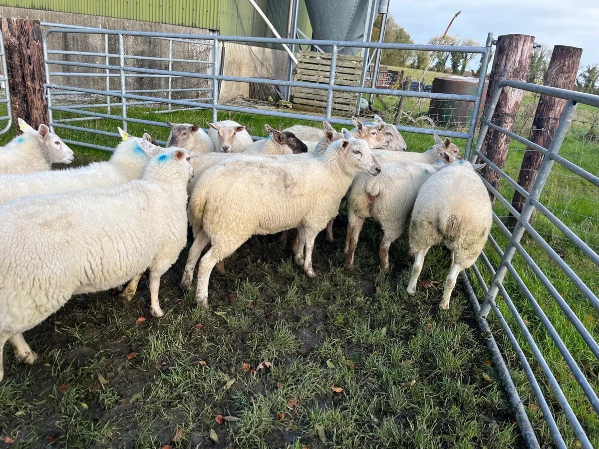 Ewe Hoggets - Image 2