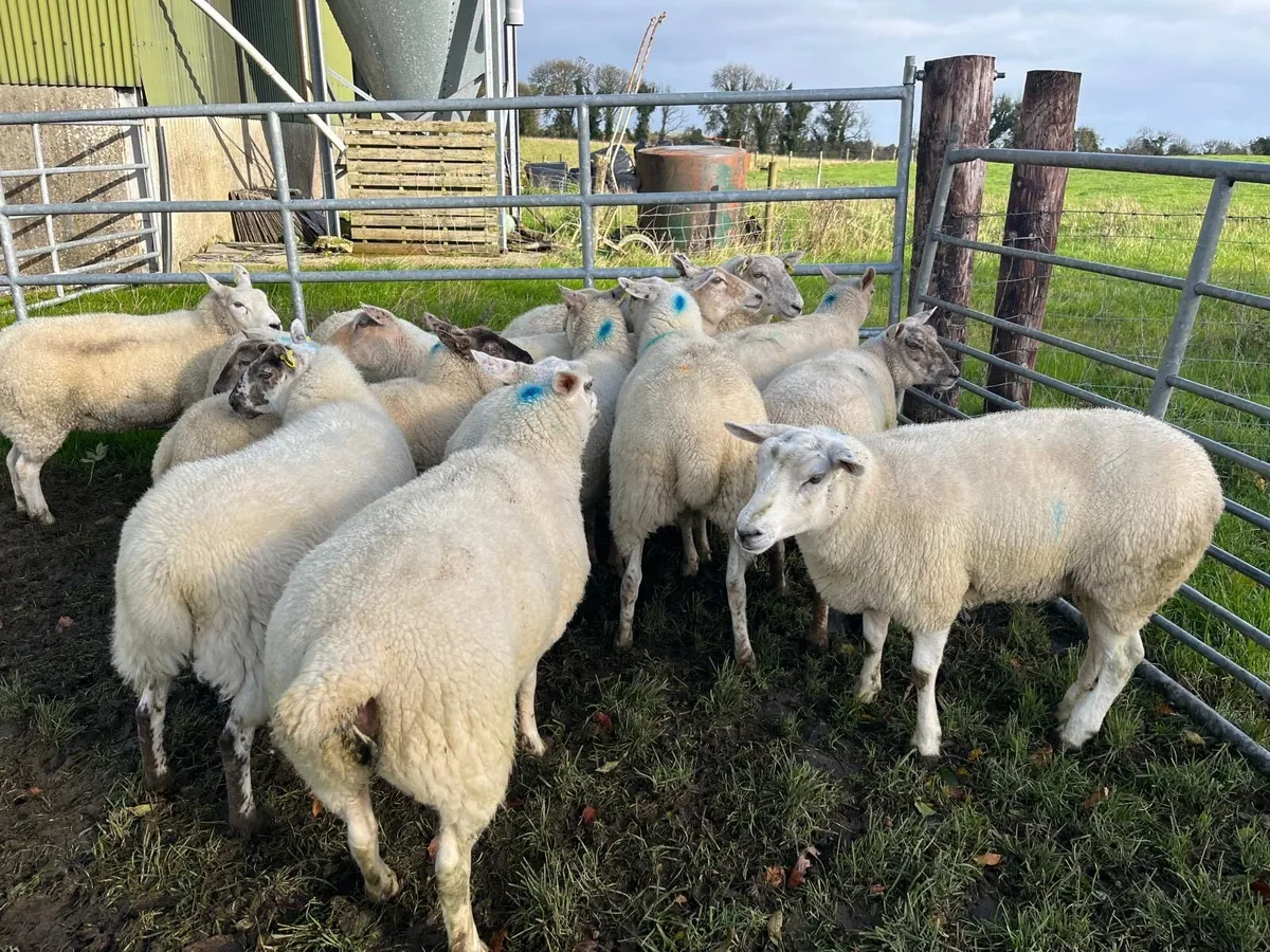 Ewe Hoggets - Image 3