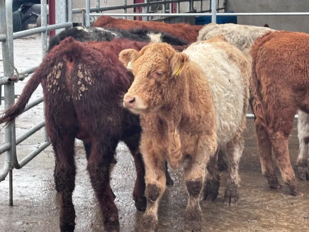 8 bull Weanlings for sale @€980 - Image 1