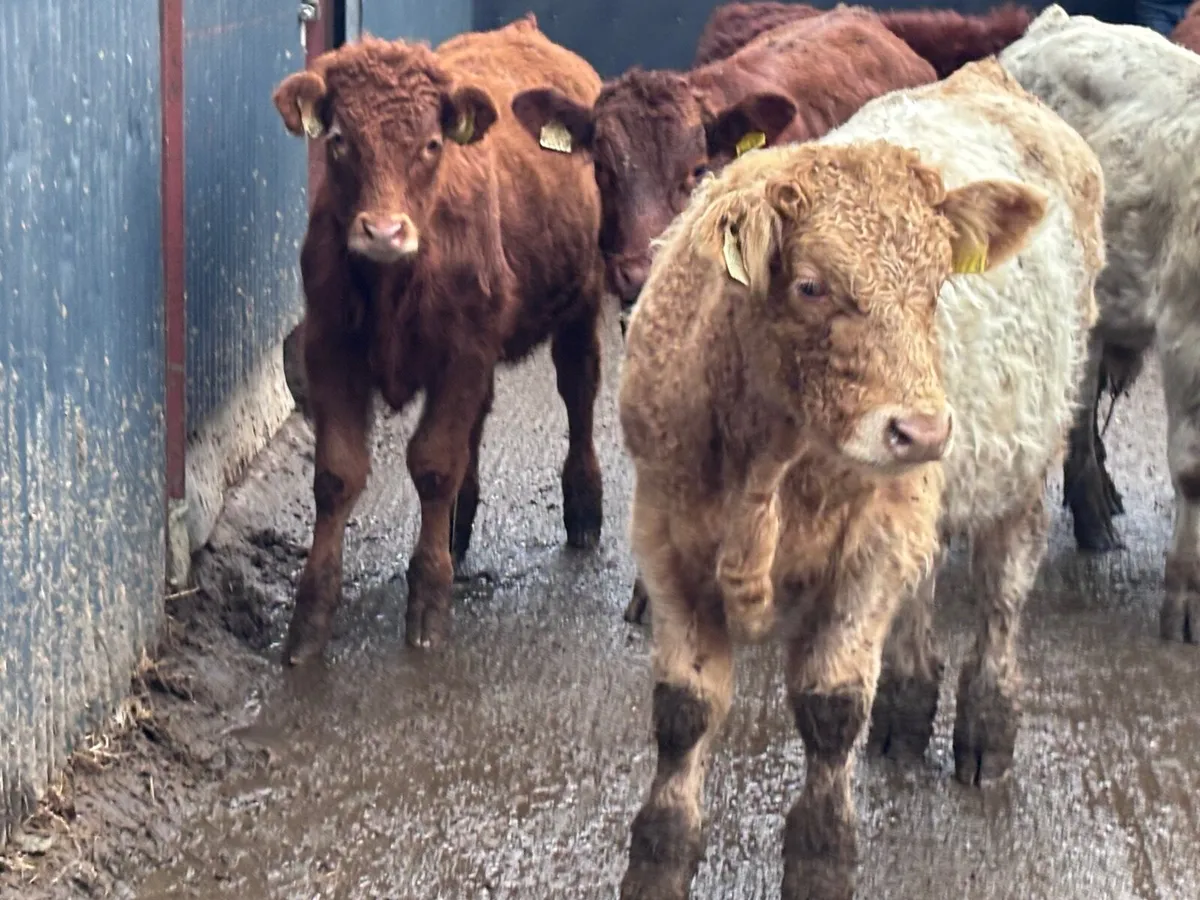 8 bull Weanlings for sale @€980 - Image 2