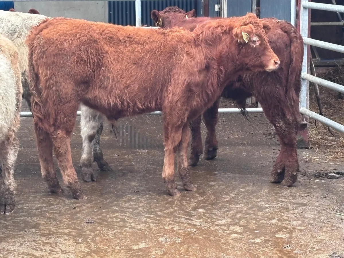 8 bull Weanlings for sale @€980 - Image 4