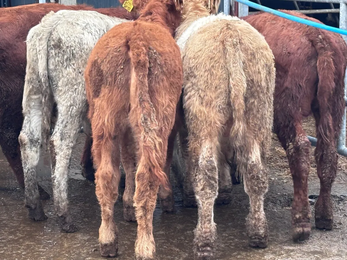 8 bull Weanlings for sale @€980 - Image 3