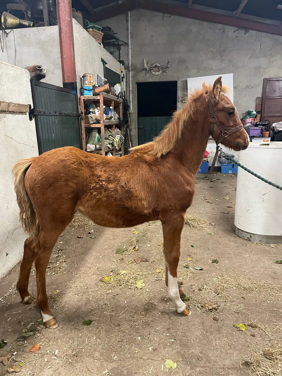 Foal - Image 3