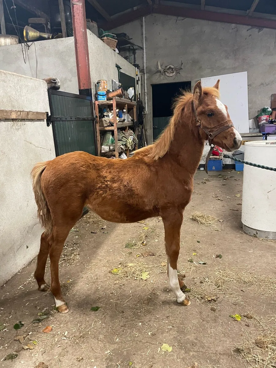 Foal - Image 4
