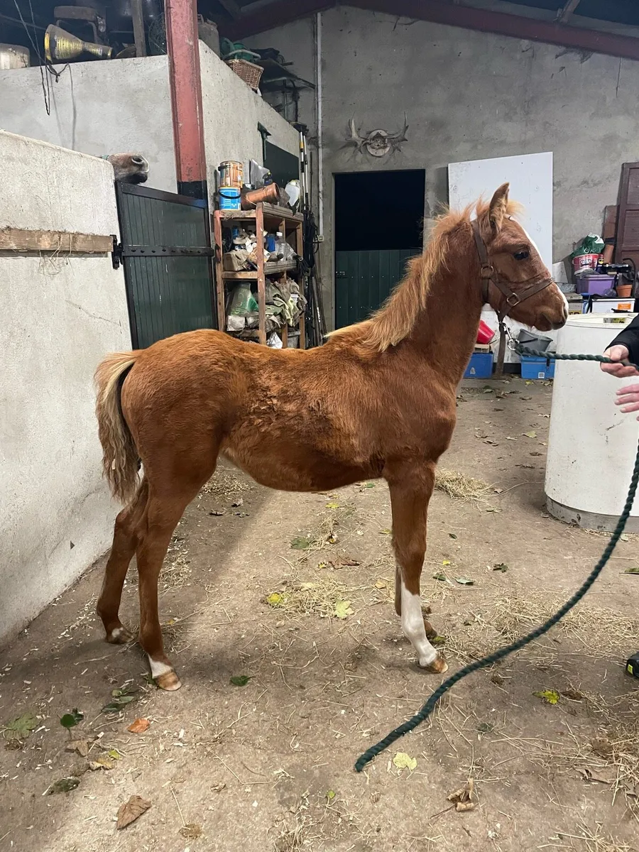 Foal - Image 1