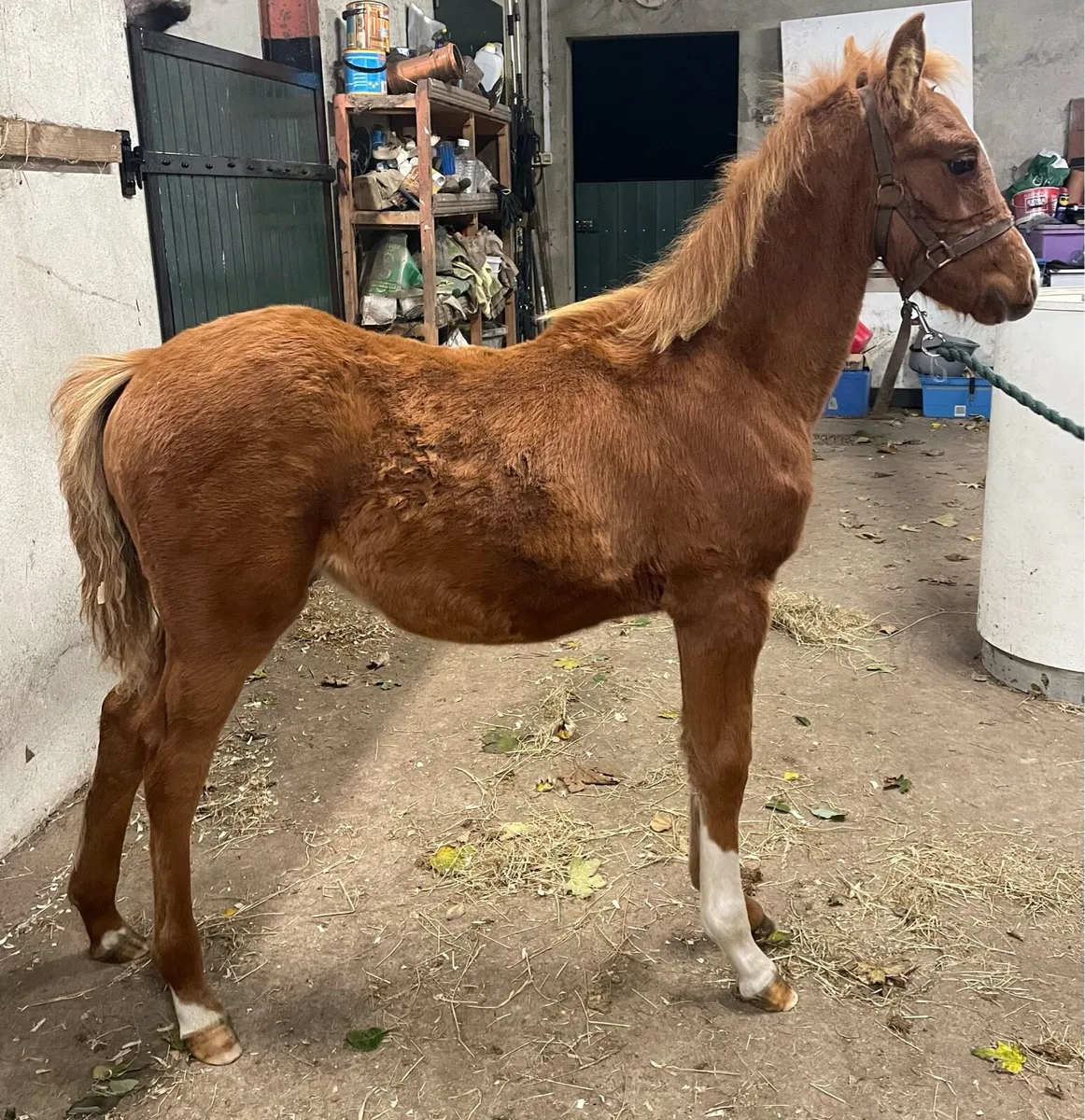 Foal - Image 2