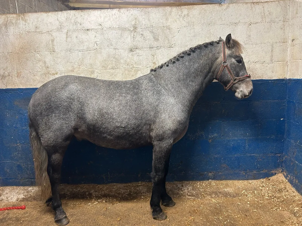 3 year old Connemara - Image 4