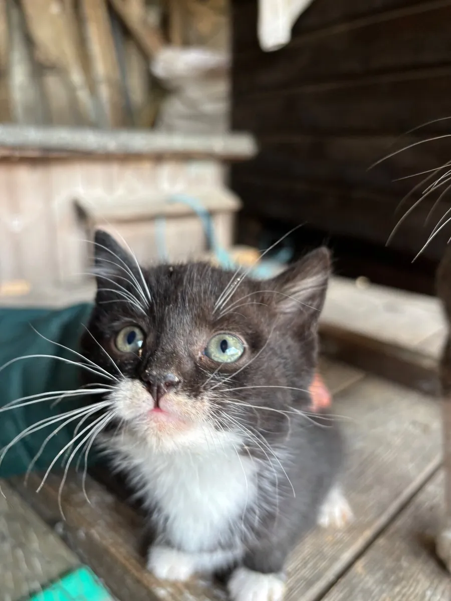 Kittens - Image 2