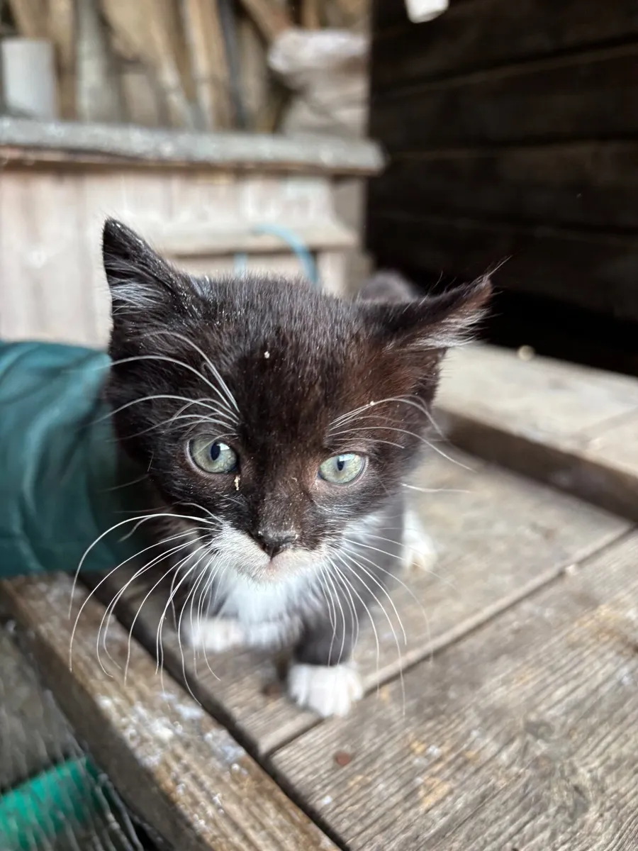 Kittens - Image 3
