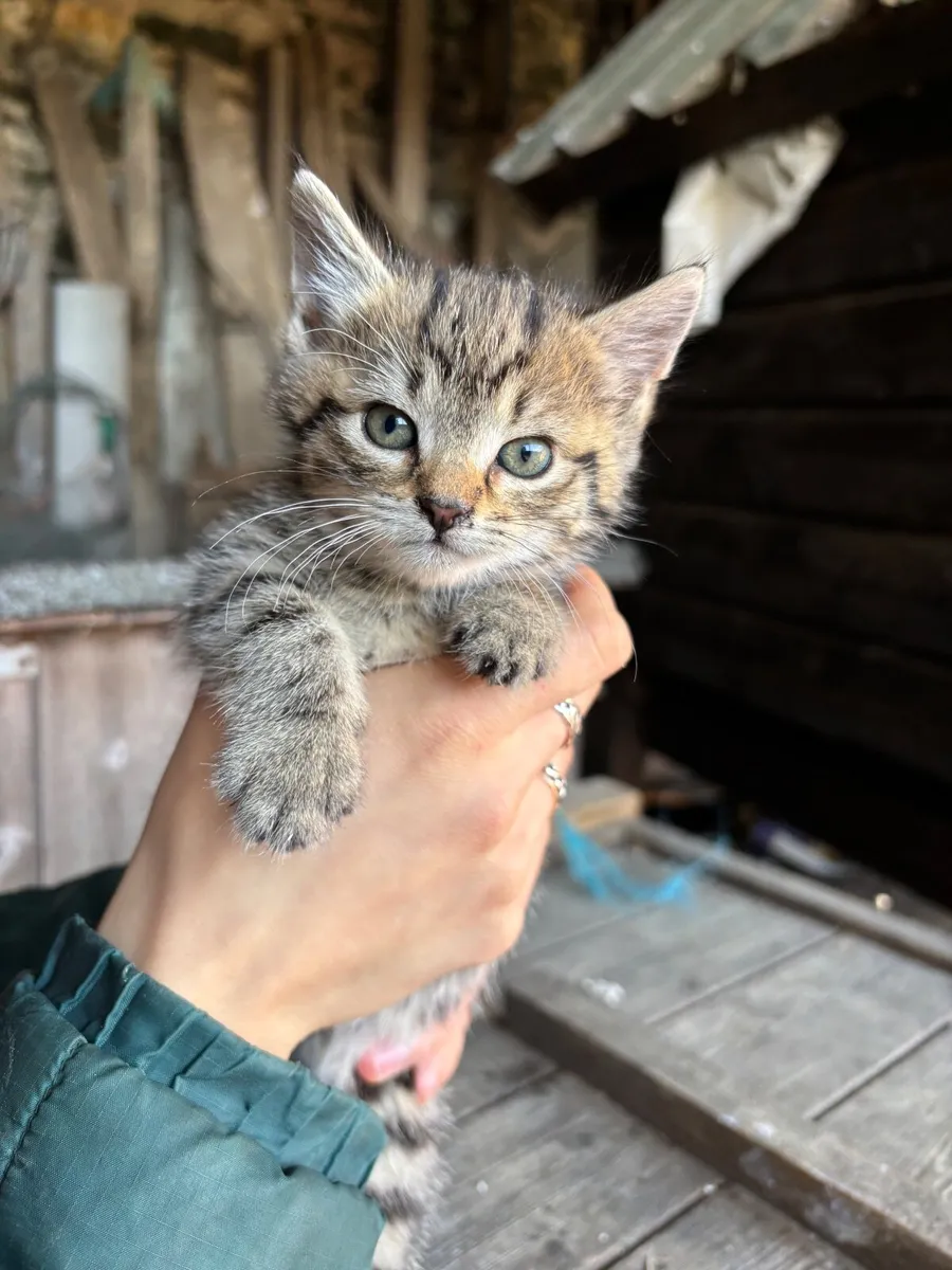 Kittens - Image 1