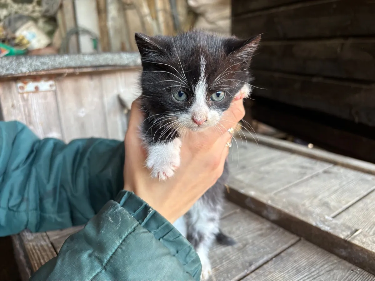Kittens - Image 4