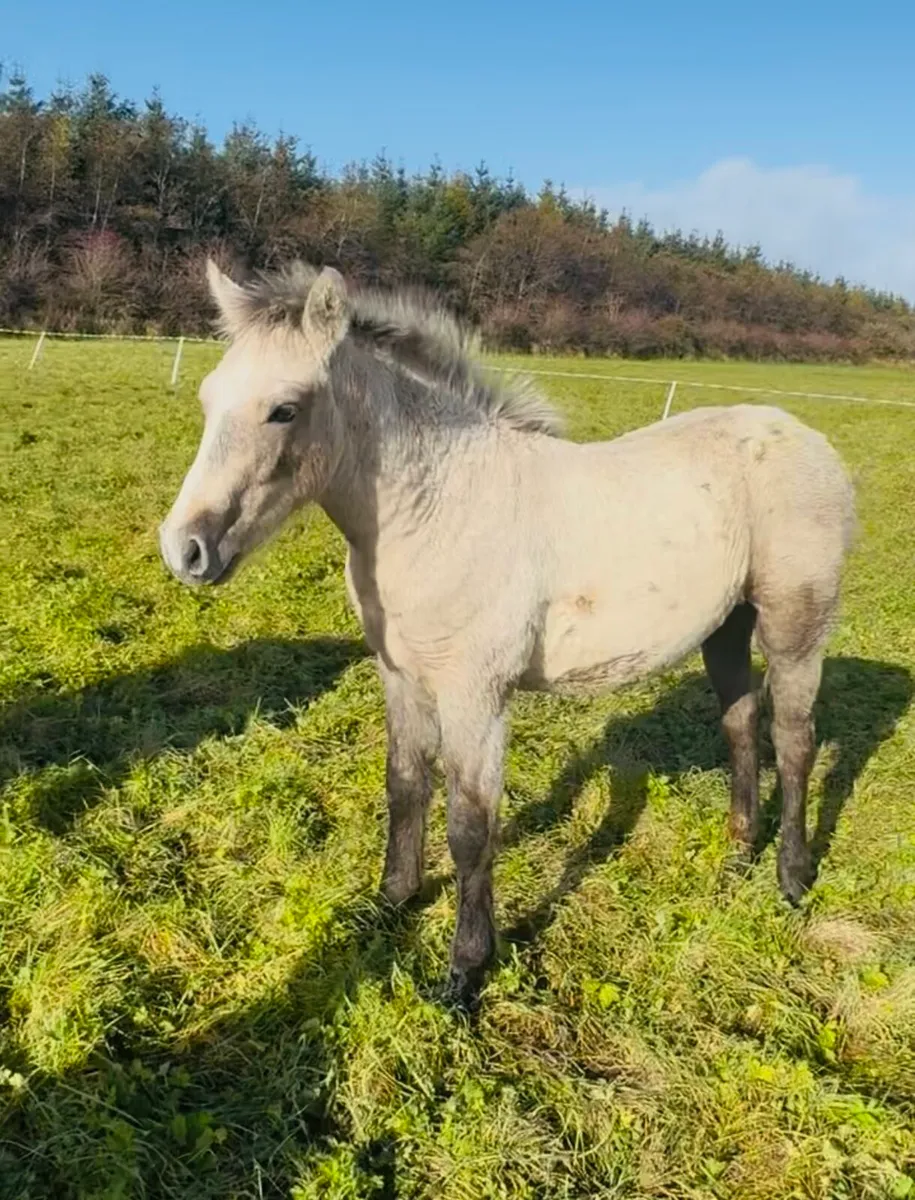 ***Super Connemara Colt Foal*** - Image 2